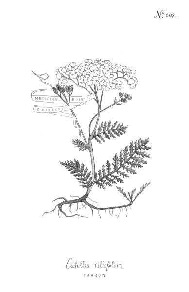 Пижма обыкновенная Ботаническая