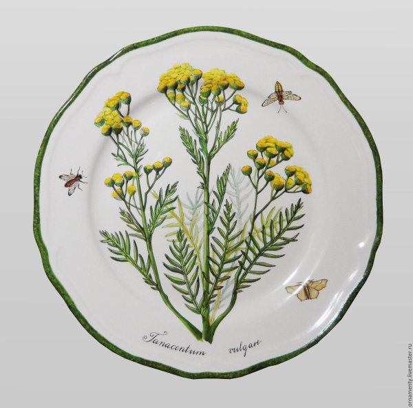 Пижма обыкновенная Фармакогнозия