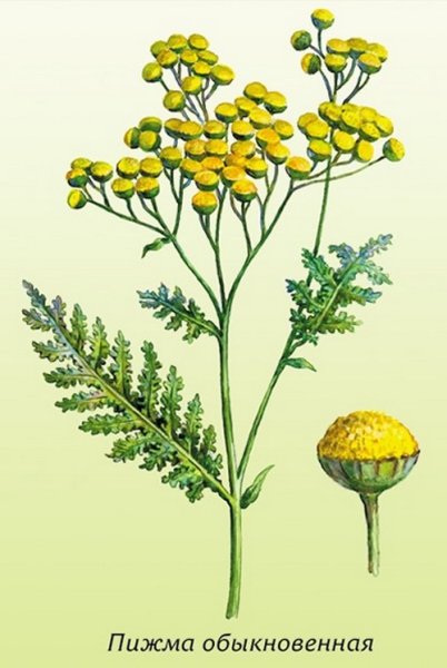 Полынь пижма чертополох