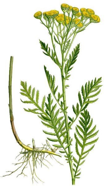 Пижма обыкновенная Ботаническая