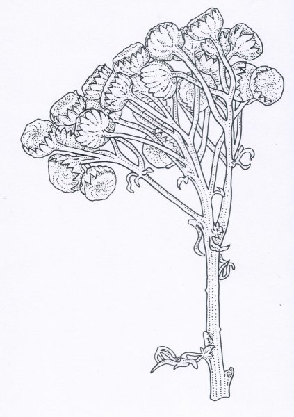 Пижма ботаника