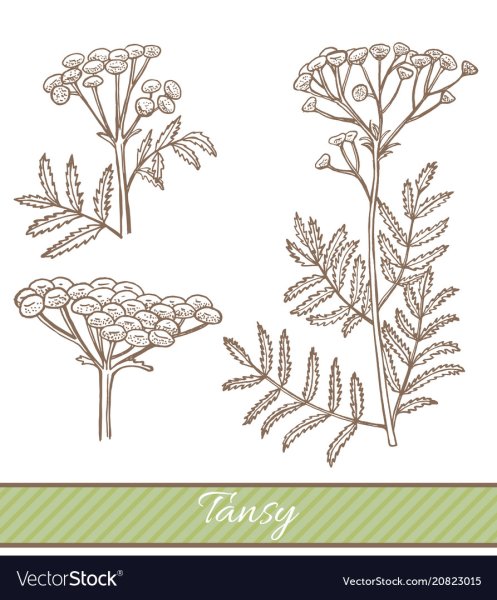 Пижма обыкновенная (Tanacetum vulgare)