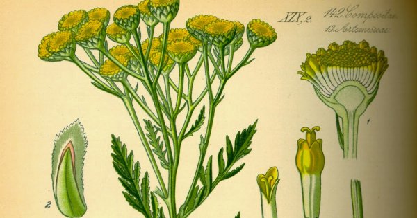 Пижма - Велесова трава