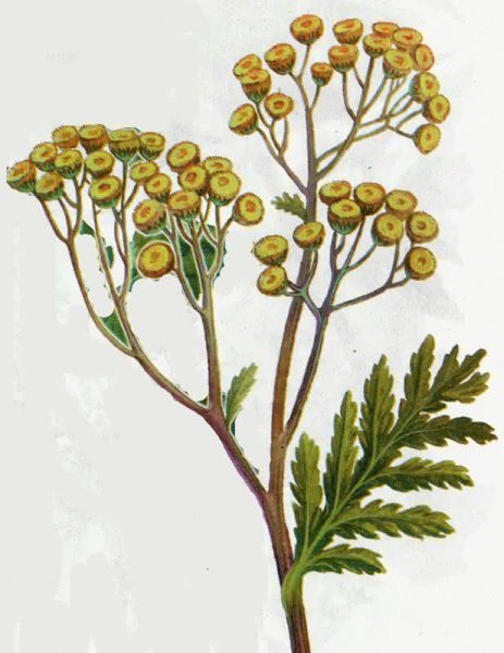 Пижма обыкновенная стилизация