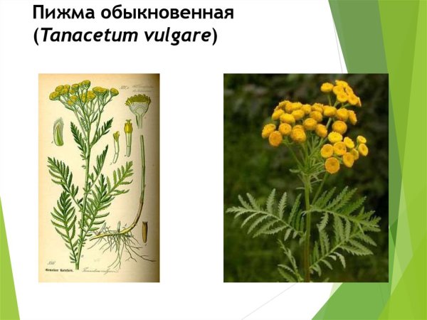 Тысячелистник обыкновенный транспарант