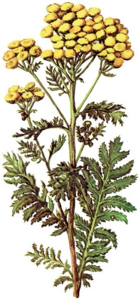 Пижма обыкновенная ботаника