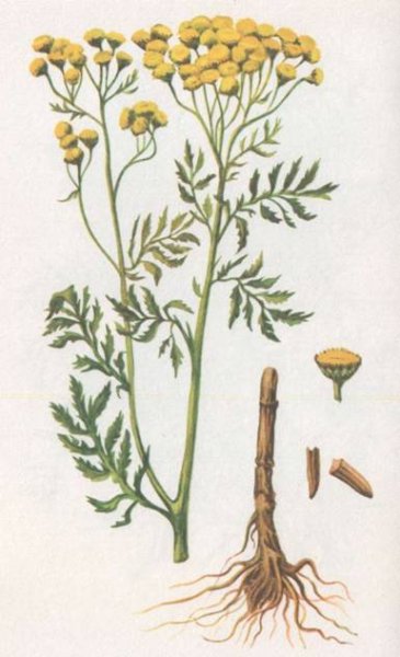 Пижма обыкновенная Ботаническая иллюстрация