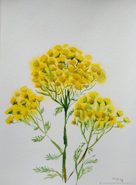 Пижма обыкновенная рисунок