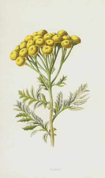 Пижма обыкновенная черно белое