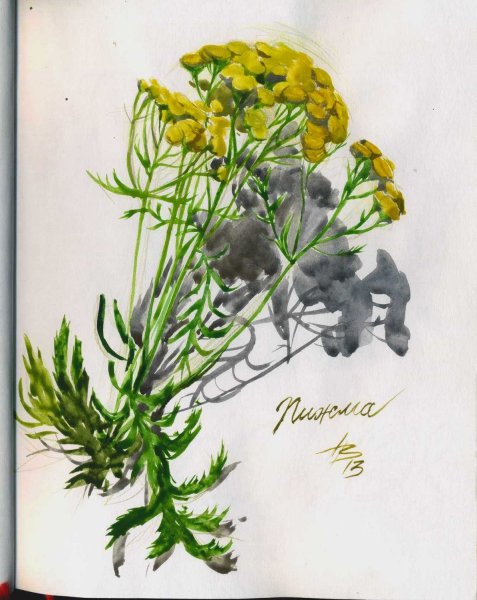 Пижма обыкновенная Полынь