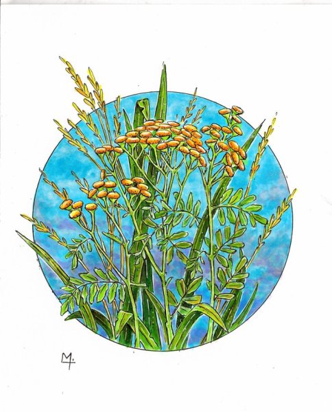 Пижма обыкновенная нарисовать