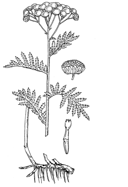 Пижма обыкновенная Ботаническая