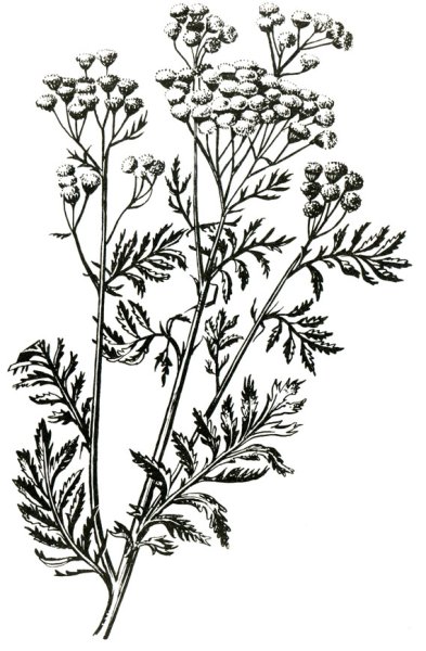 Пижма обыкновенная черно белое