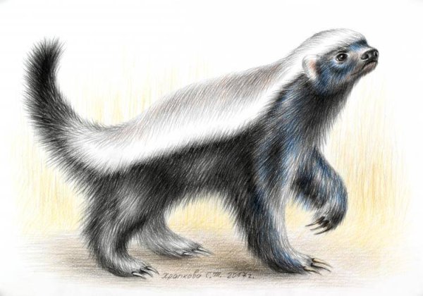 Барсук медоед арт