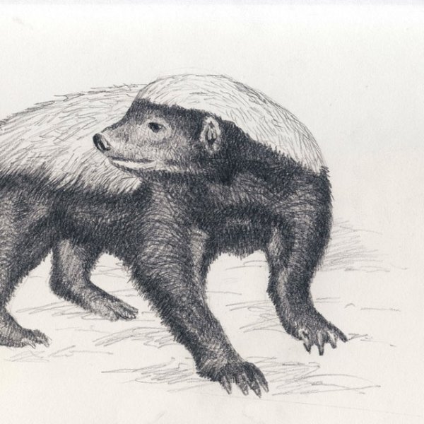 Нашивка барсук