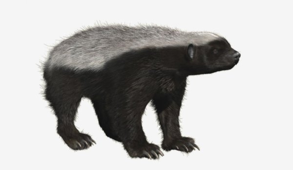 Honey Badger vector