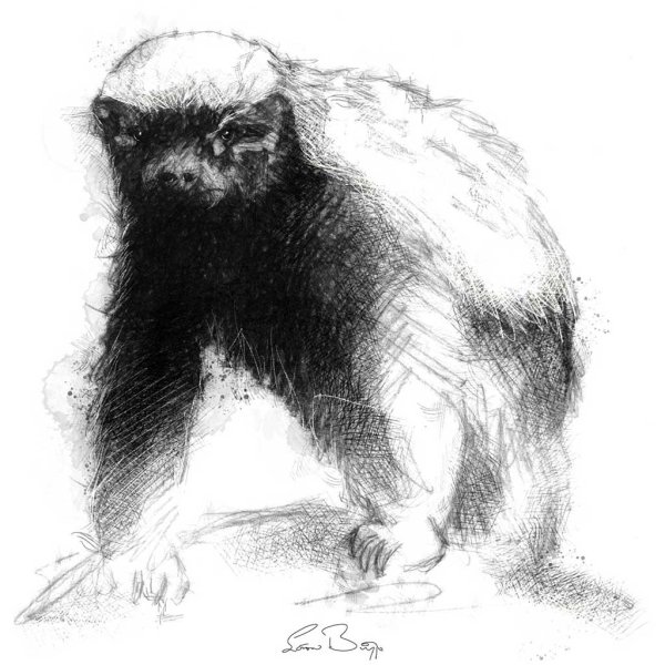 HONEYBADGER медоед