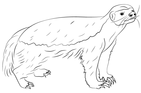 Honey Badger cartoon