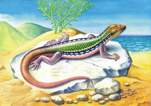 Ящерица рисунок