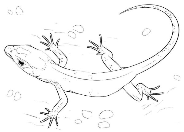 Ящерица раскраска