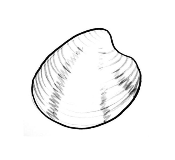 Молюскираскраска для детей