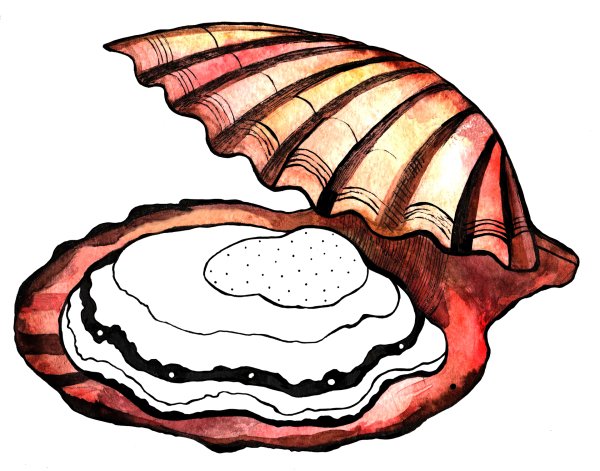 Ракушка рисунок