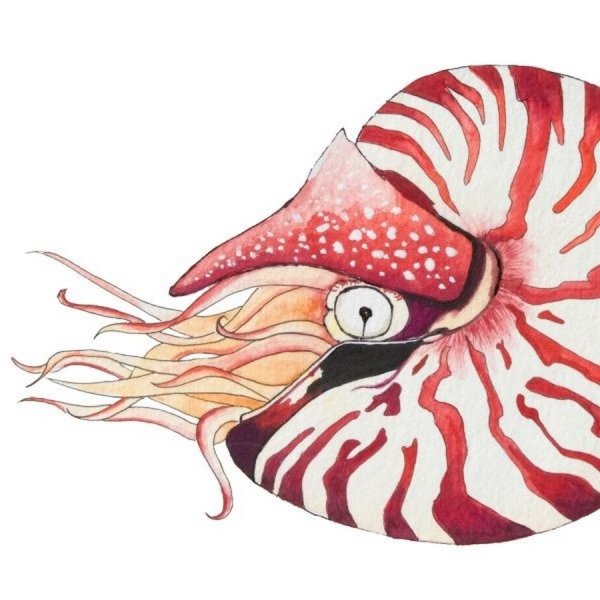 Наутилус моллюск