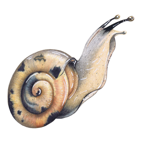 Улитка акварелью