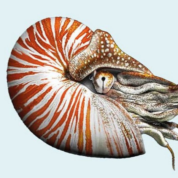 Наутилус Помпилиус моллюск строение