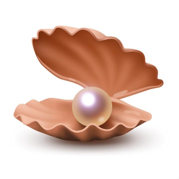 Ракушка Жемчужница вектор