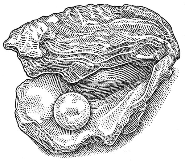 Ракушка с жемчужиной