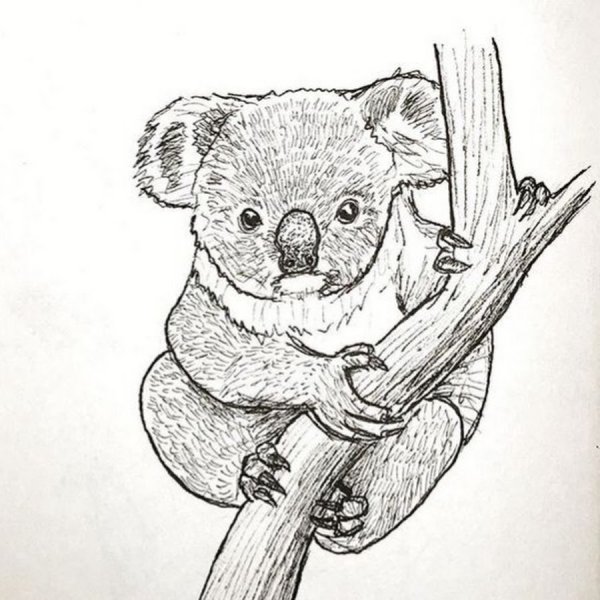 Куала карандашом