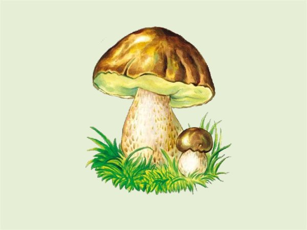 Съедобные грибы рисунок