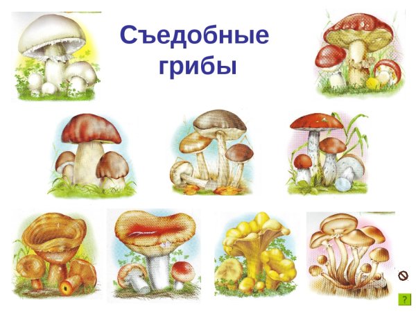 Игра грибов съедобные и несъедобные для детей