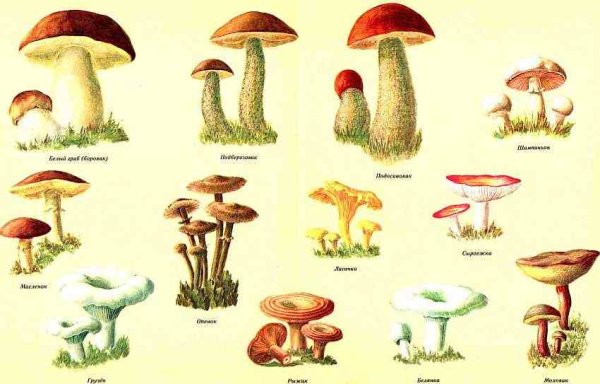 Съедобные грибы и несъедобные грибы рисунки