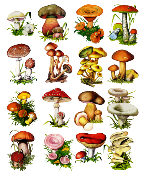 Гриб рисунок