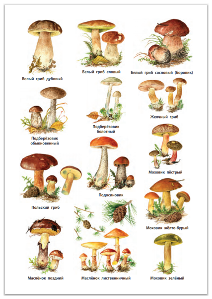 Рисунки съедобных грибов и несъедобных грибов с названиями