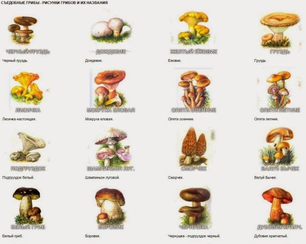 Карточки съедобные и несъедобные грибы для детей