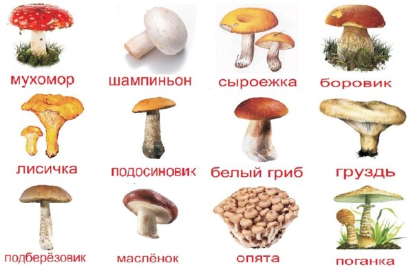 Грибы съедобные и несъедобные с названиями