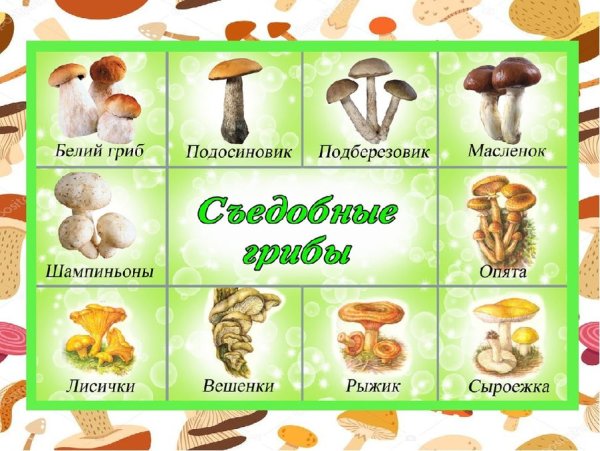 Грибы для детей с названиями съедобные и несъедобные