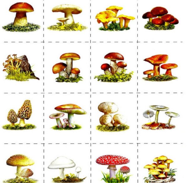 Лото съедобные и несъедобные грибы