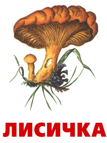 Грибы лисички с названиями съедобные