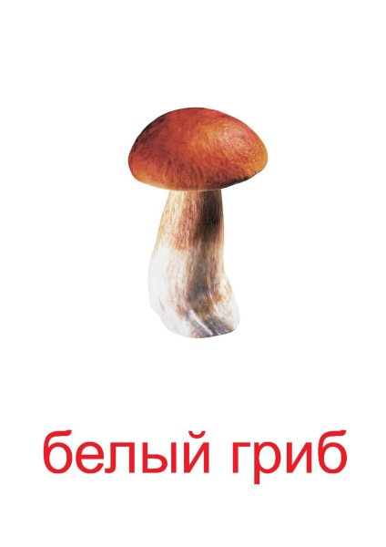 Грибы карточки для детей