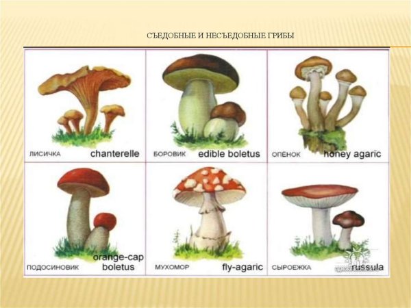 Карточки ядовитые грибы для детей