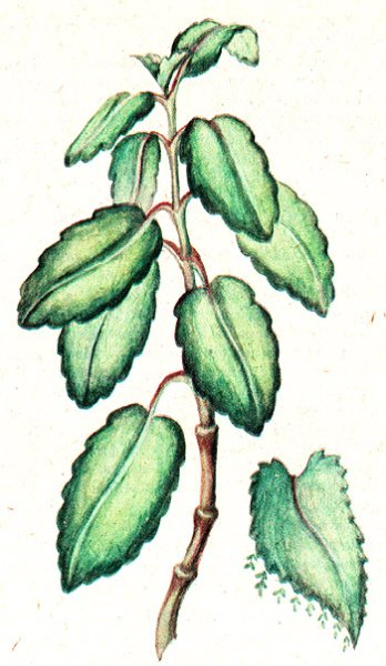 Каланхоэ перистое Фармакогнозия