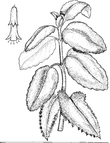 Каланхоэ вектор