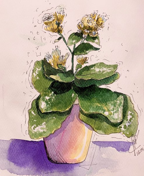 Каланхоэ перистое рисунок