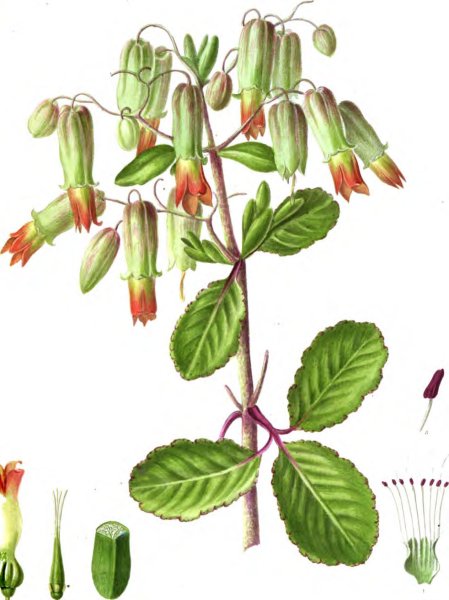 Каланхоэ перистое рисунок