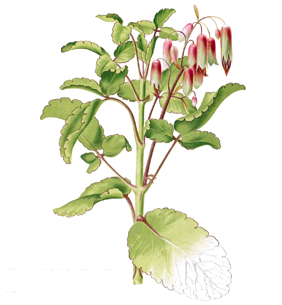 Каланхоэ перистое рисунок