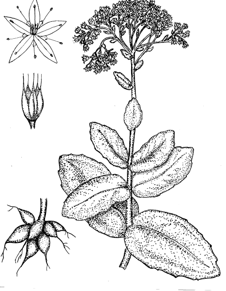 Каланхоэ перистое